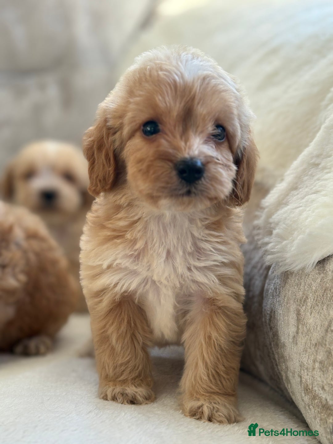 Cockapoo dogs for sale: F1 cockapoo puppies PRA TESTED - Image 15