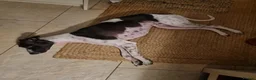 Lurcher dogs for adoption: MILO, male lurcher in rescue - Advert 6