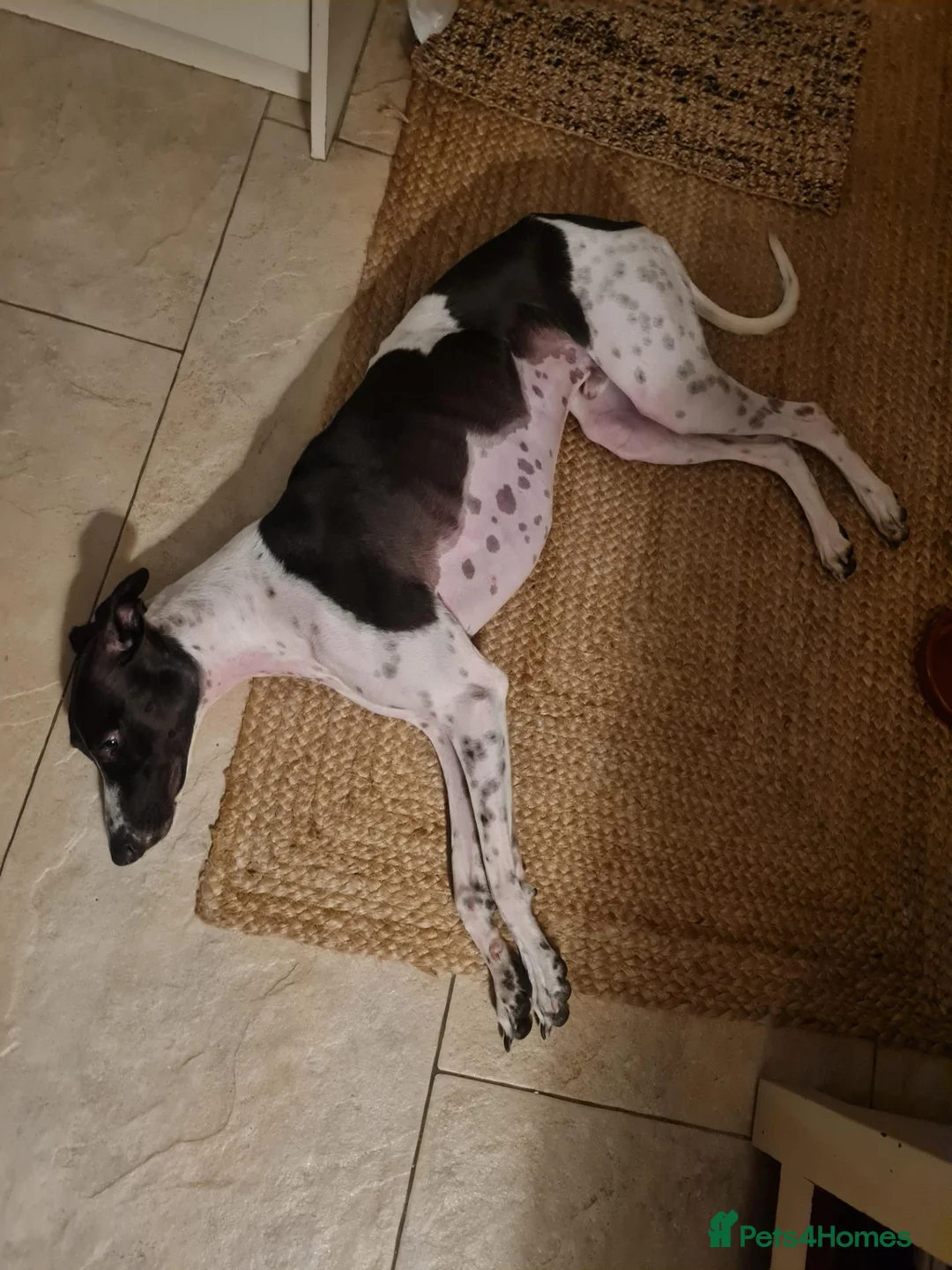 Lurcher dogs for adoption: MILO, male lurcher in rescue - Advert 6
