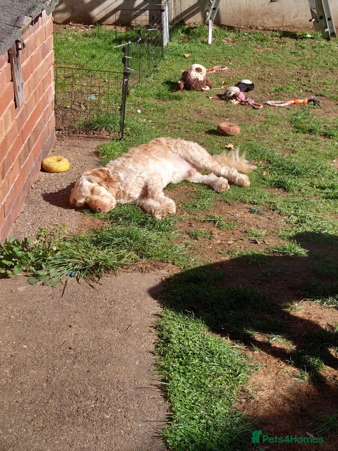 Cockapoo dogs for sale: Cockapoo needing forever home - Image 3