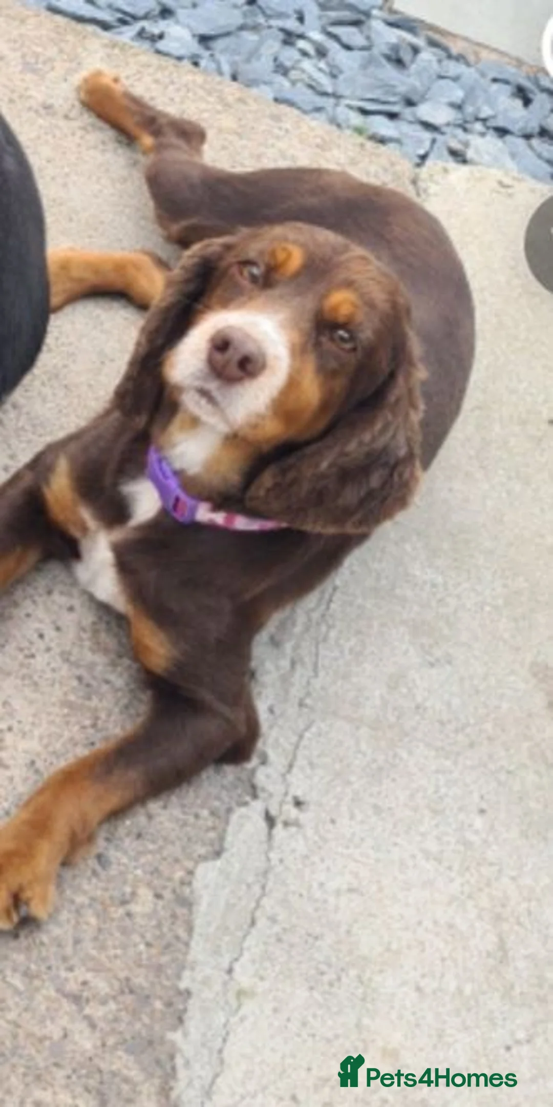 Sprocker dogs for sale: Sprocker Spaniel Puppies  - Advert 2