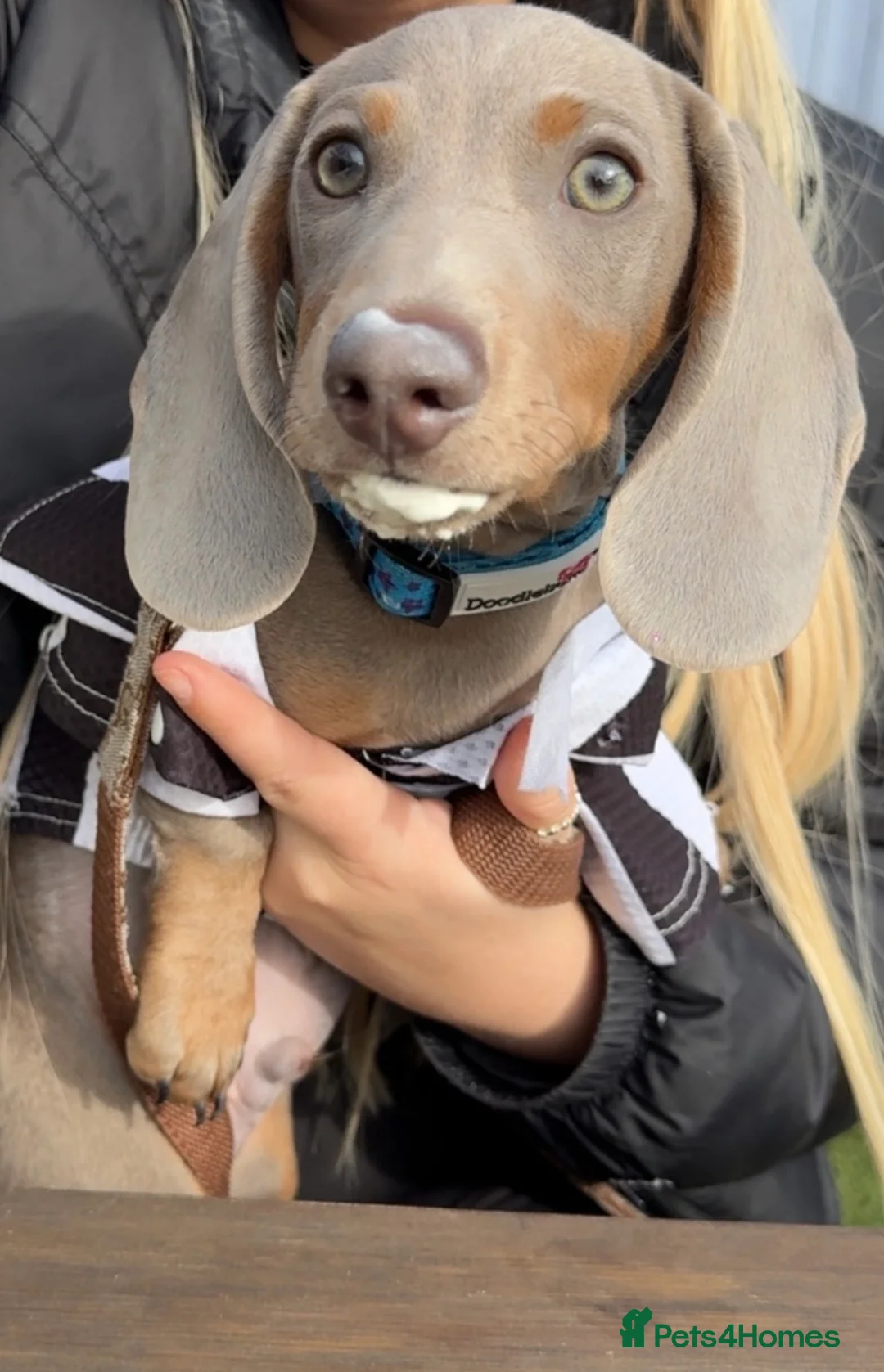 Miniature Dachshund dogs for sale: 7 month old miniature dachshund  - Advert 4