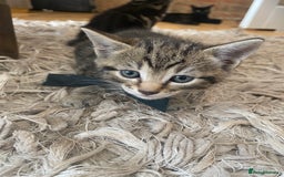 Domestic Shorthair cats for sale: 6 beautiful kittens for sale - Image 6