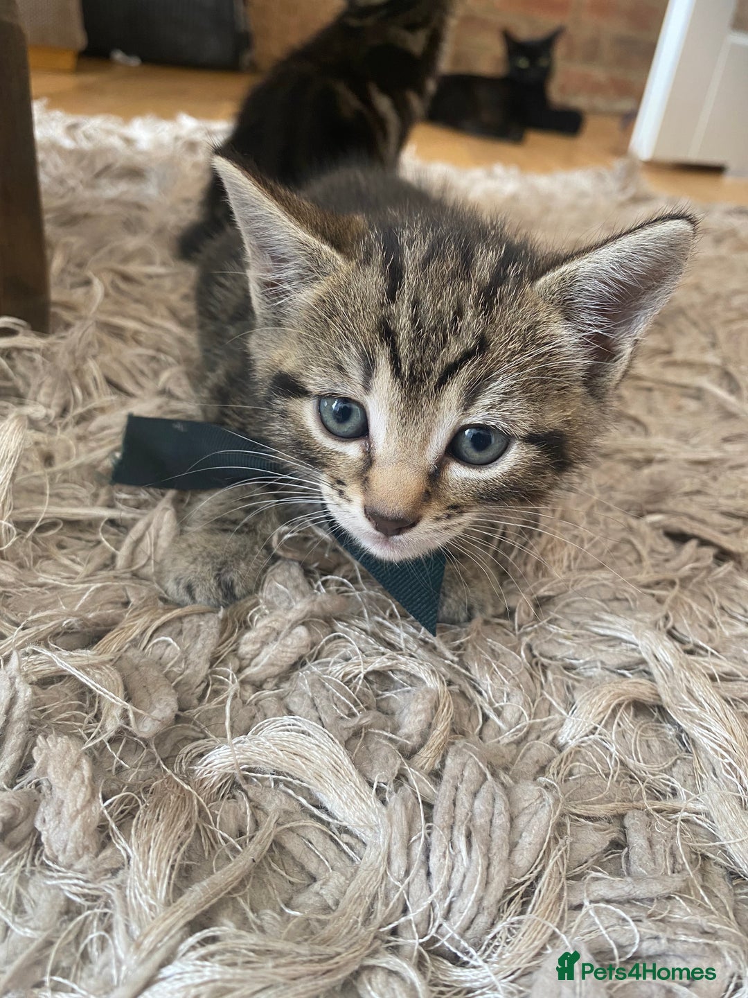 Domestic Shorthair cats for sale: 6 beautiful kittens for sale - Image 6