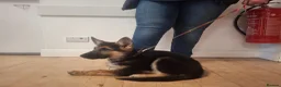 German Shepherd dogs for sale: KC Health Tested Gsd READY NOW! - Advert 25