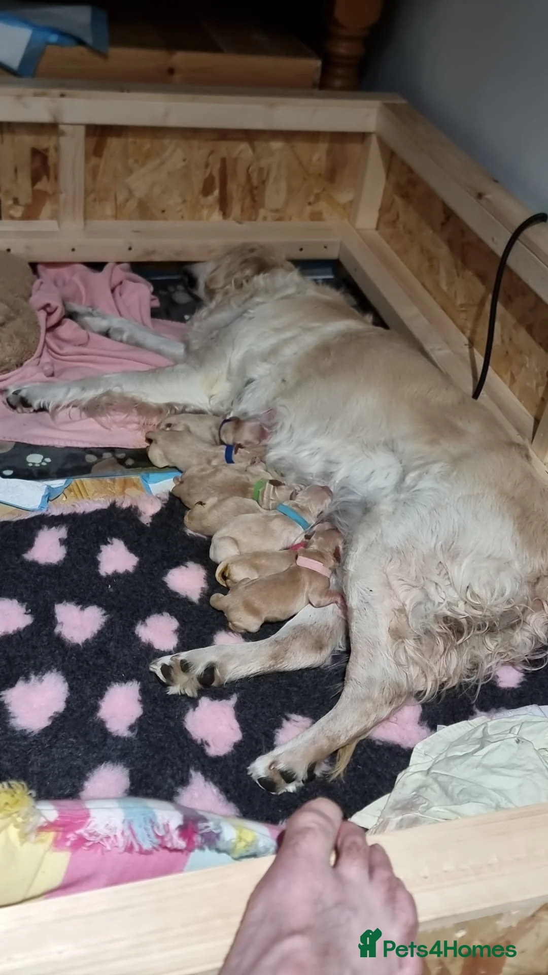 Golden Retriever dogs for sale: Golden retriever puppies due mid Jan  - Advert 5