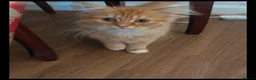 Persian cats for sale: Beautiful Chinchilla Persian Kittens - Advert 3