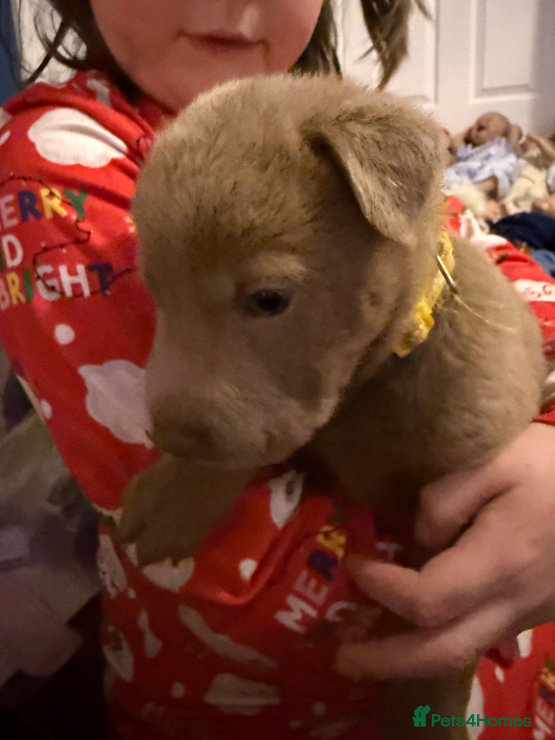 Mixed Breed dogs for sale: Ready 12 Jan Sharpei x Rhodesian ridgeback Hybrid - Advert 26