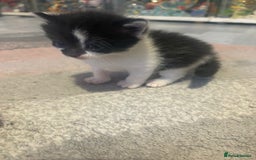 Mixed Breed cats for sale: Gorgeous kittens for sale  - Image 8