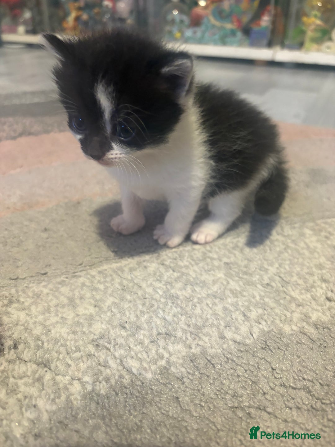 Mixed Breed cats for sale: Gorgeous kittens for sale  - Image 8