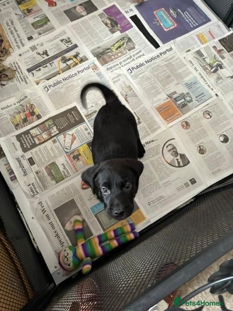 Labrador Retriever dogs Super Pedigree Labrador Puppies - Advert 24