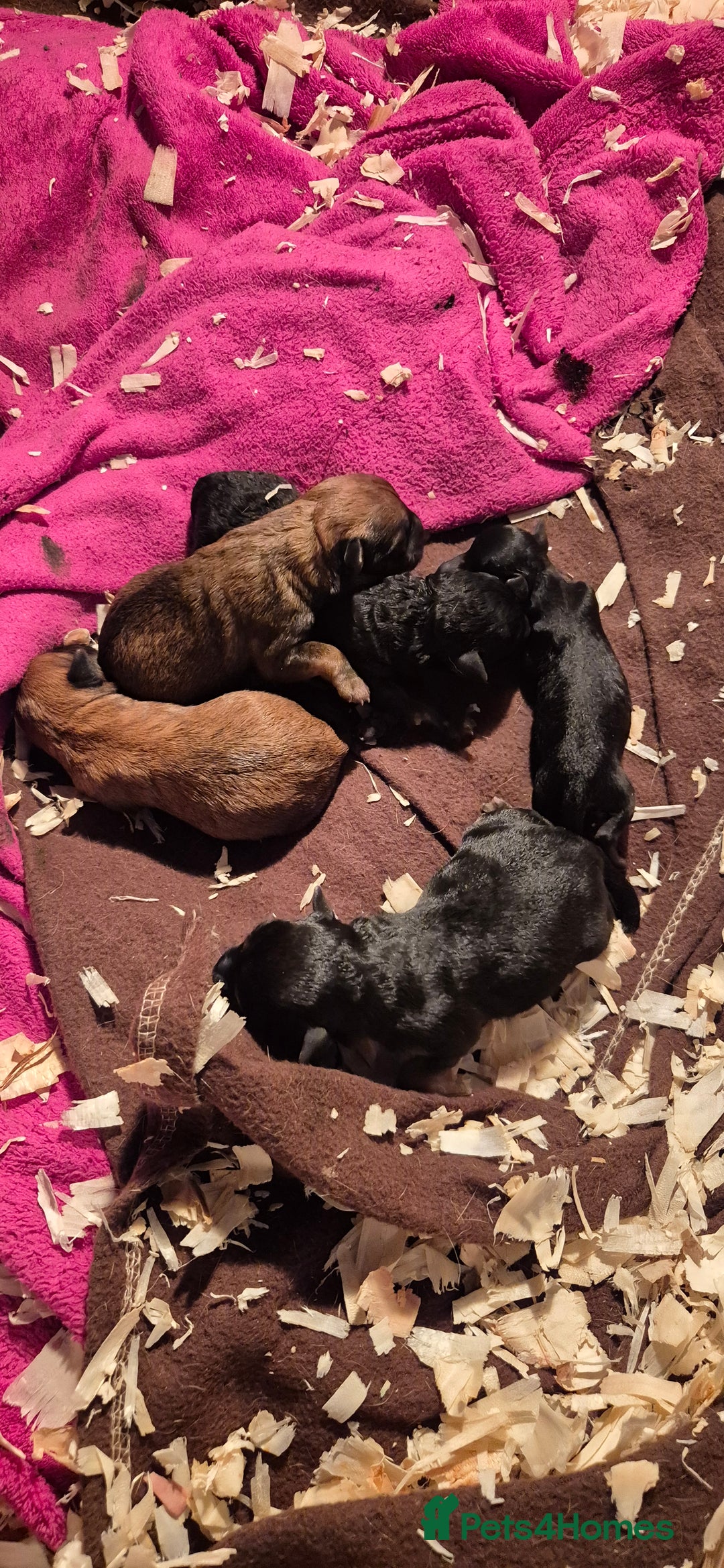 Patterdale Terrier dogs for sale: Patterdale x lakeland pups  - Image 13