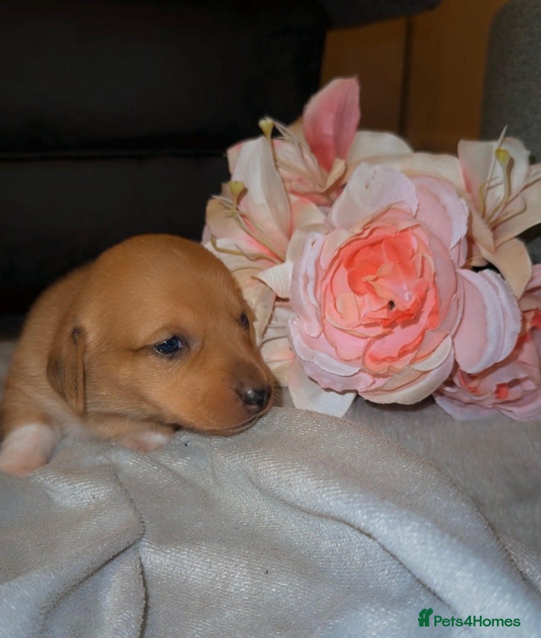 Mixed Breed dogs for sale: 💛Dorgi Puppies🤎 - Image 6