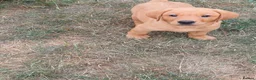 Labrador Retriever dogs for sale: Labrador Puppies Fox Red - Advert 20