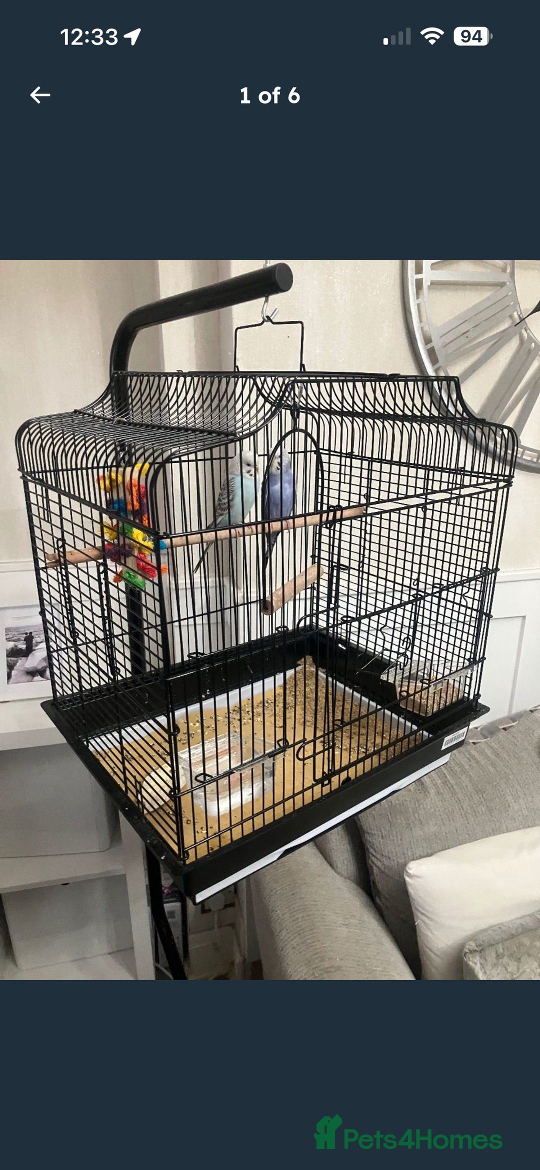 Budgerigars birds for sale: 2 budgies with cage and stand  - Advert 2
