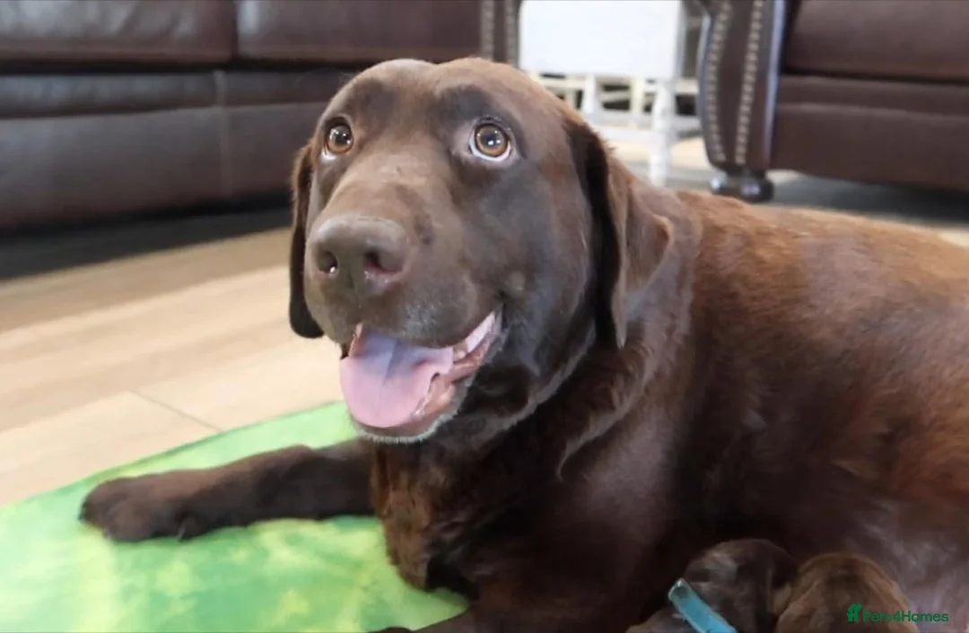 Labrador Retriever dogs for sale: Chocolate Labrador puppies in Billingshurst - Advert 2