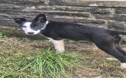 Border Collie dogs for sale: 3 Gorgeous border collie puppies for sale. - Image 4