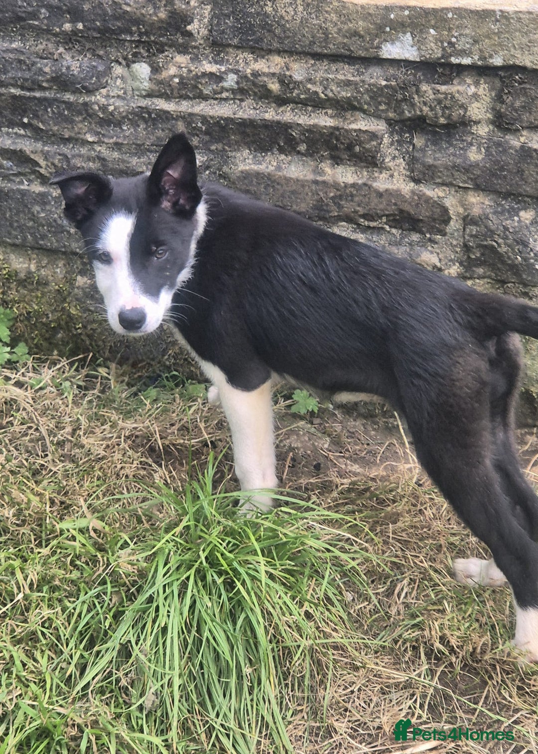 Border Collie dogs for sale: 3 Gorgeous border collie puppies for sale. - Image 4