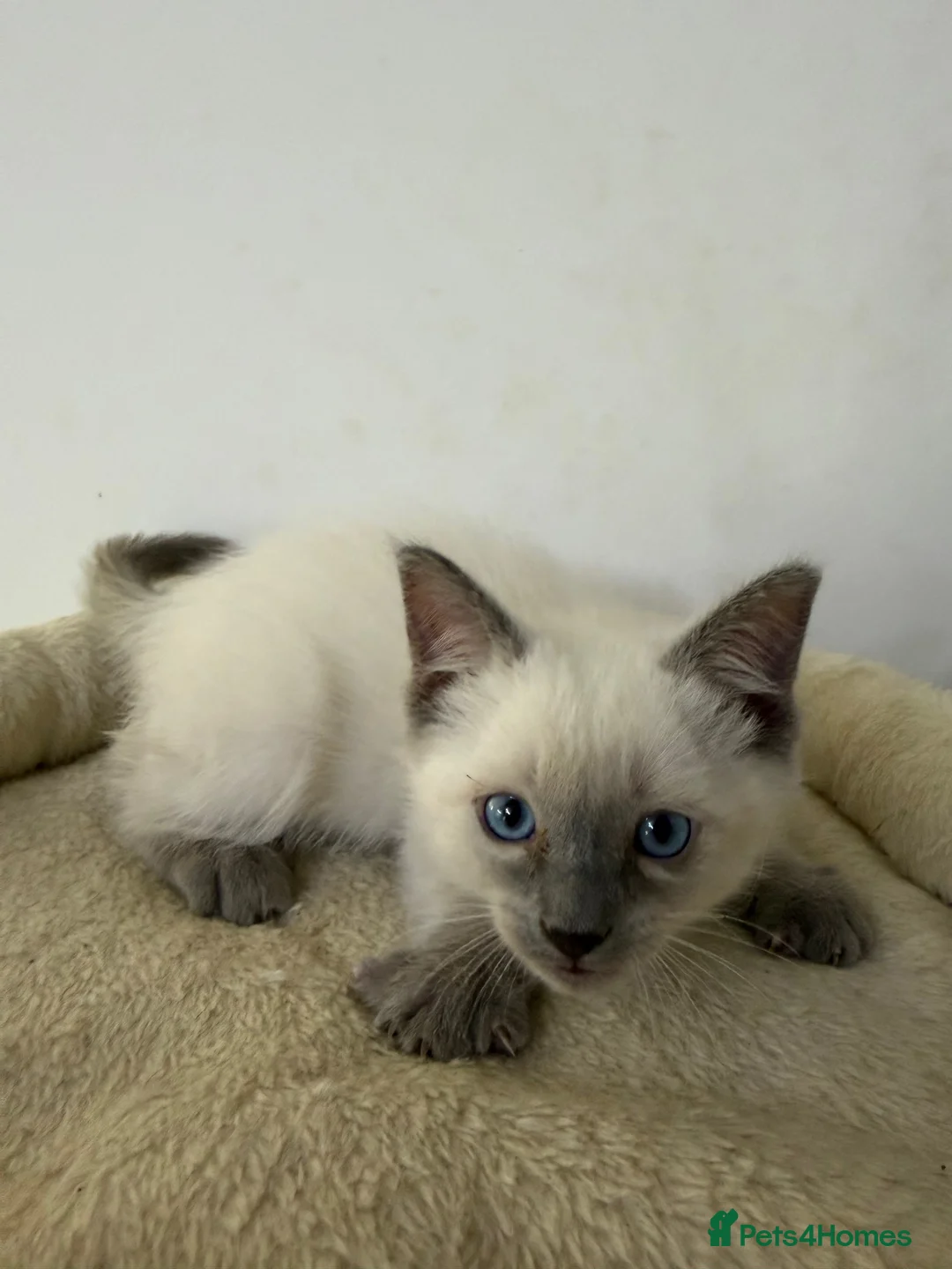 Ragdoll cats for sale: Adorable and friendly Ragdoll Kittens - Advert 6