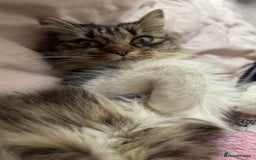 Mixed Breed cats for sale: Pls Rehome Our Girl x - Image 2