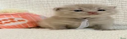 British Shorthair cats for sale: 100% Pure Pedigree XL CHunky CHAMPION reg. KITTENS - Advert 16