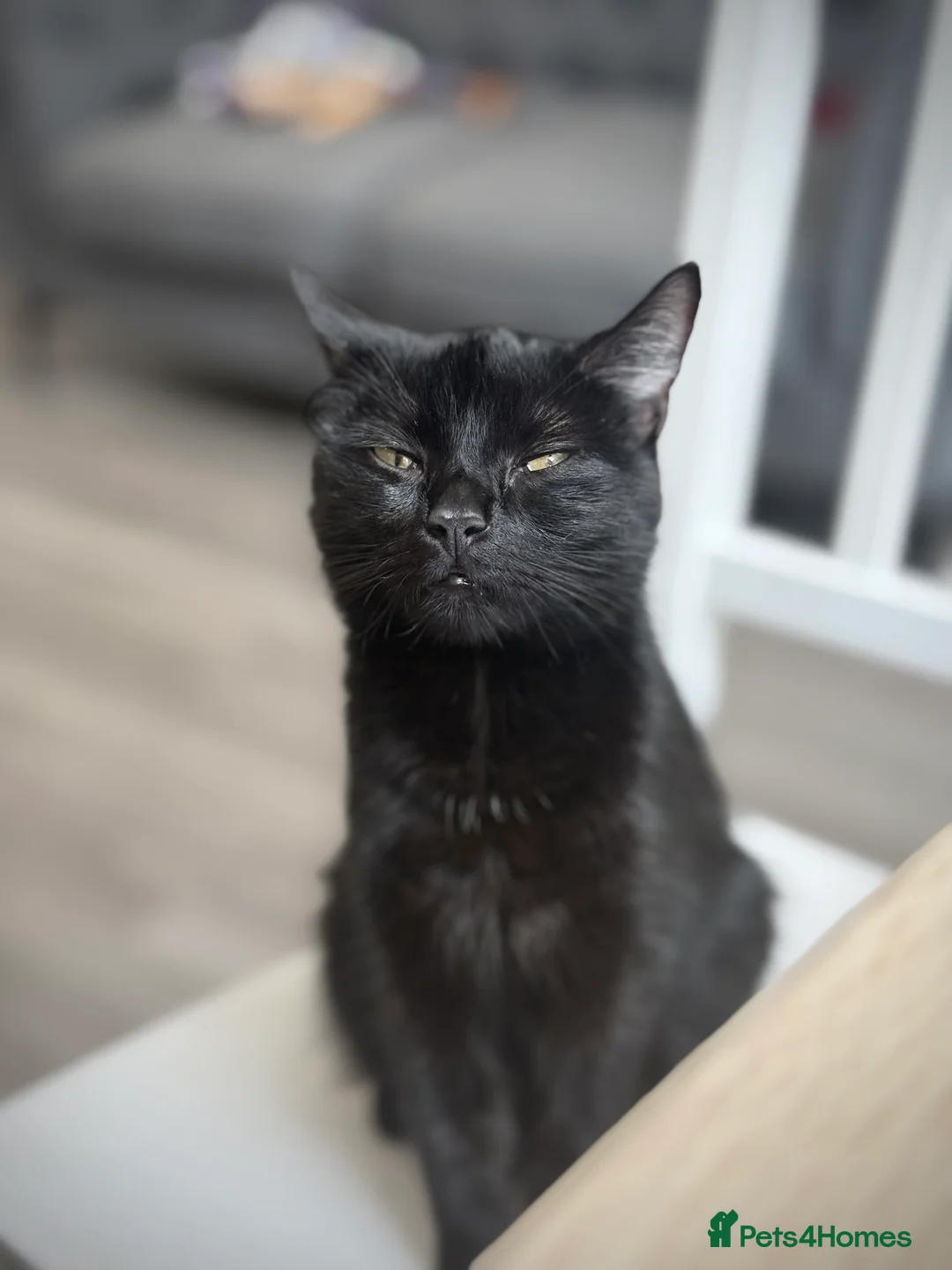 Mixed Breed cats for sale: Male & Female kittens needing a home in Chichester - Advert 2