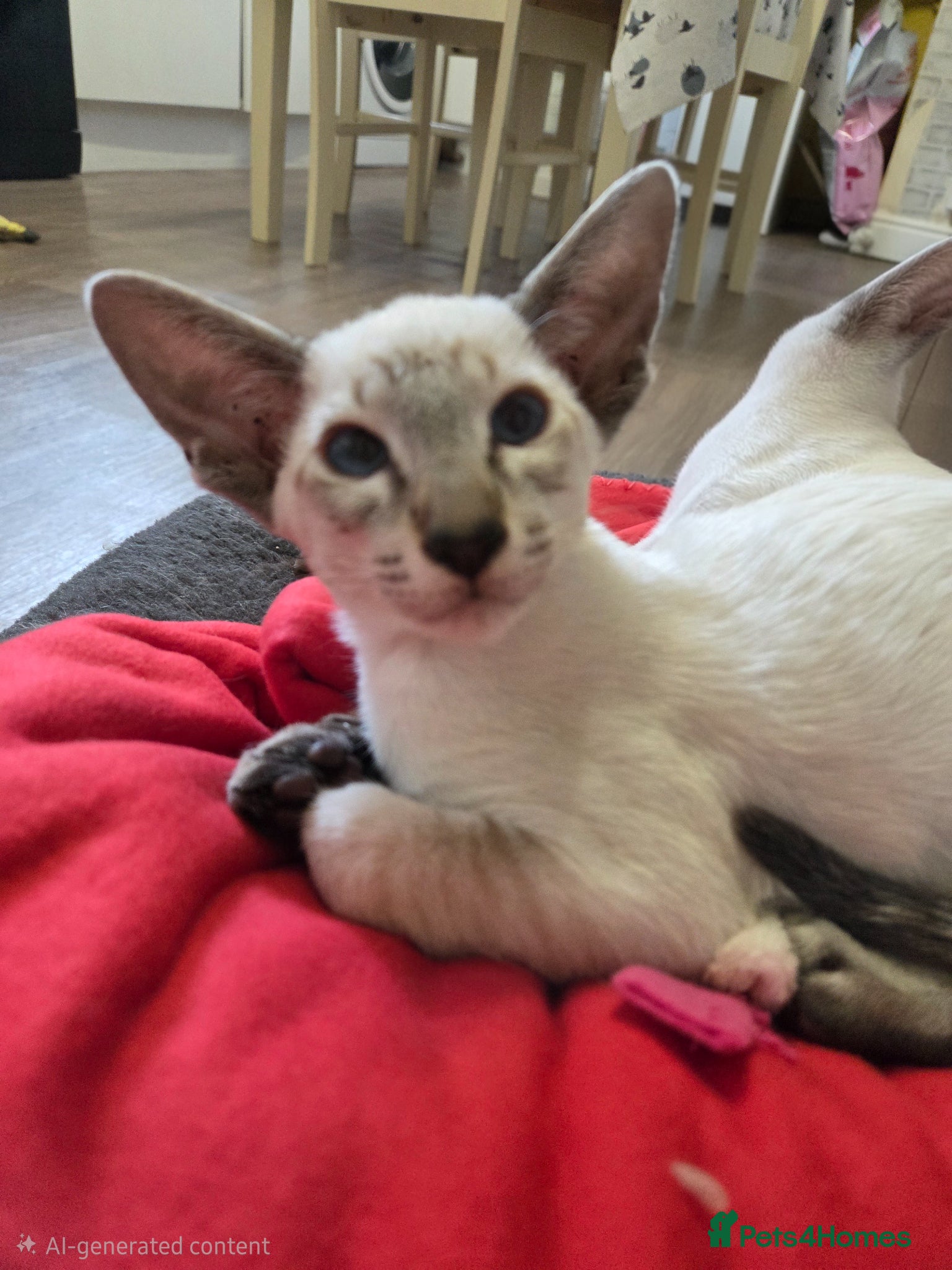 Siamese cats Beautiful GCCF Siamese Kittens ready end of May - Advert 5