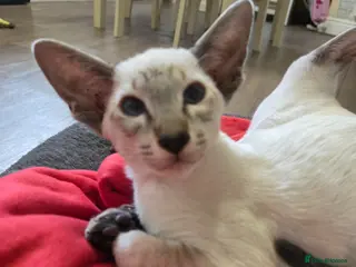 Siamese cats Beautiful GCCF Siamese Kittens ready end of May - Advert 5