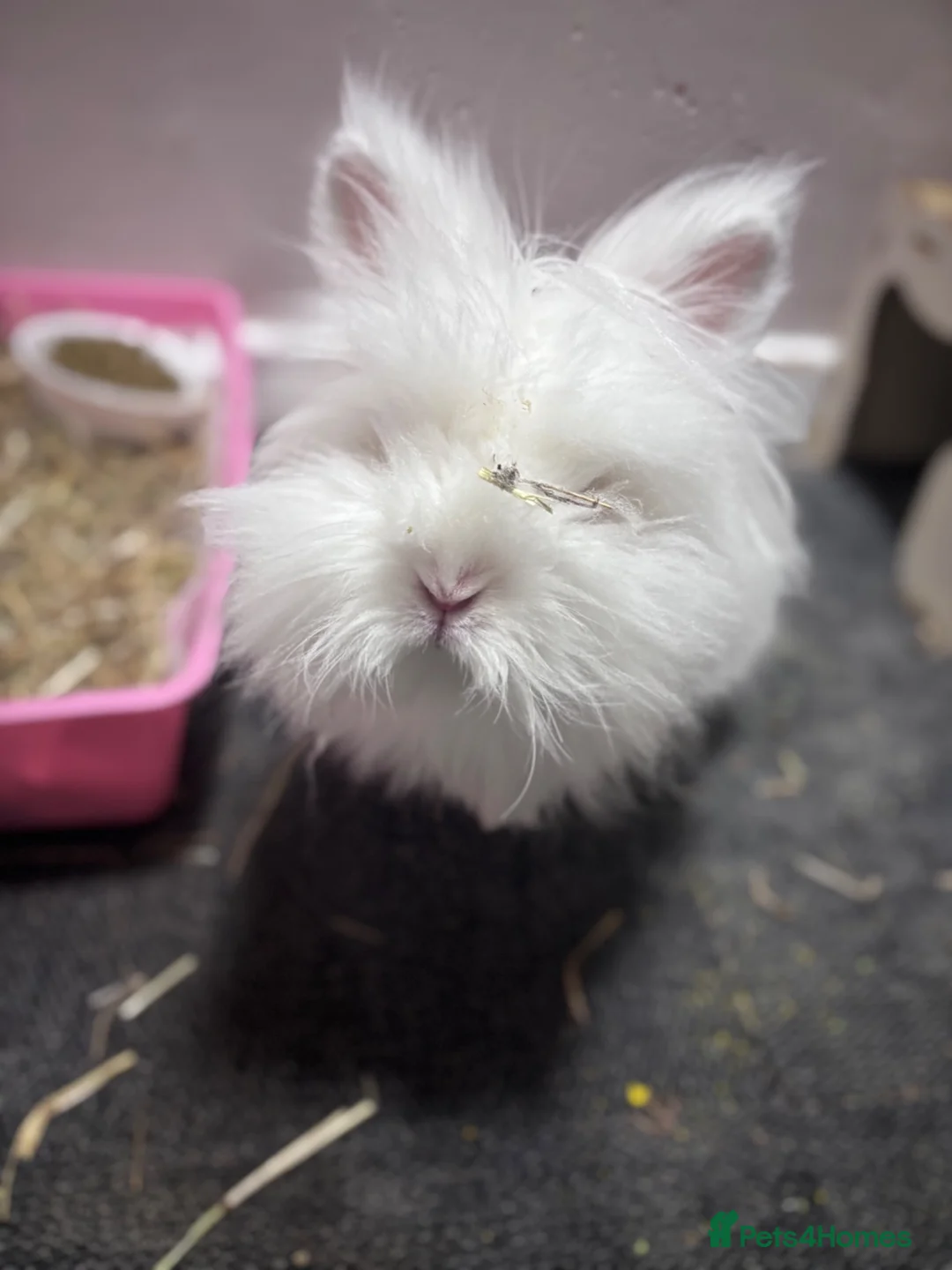 Lionhead rabbits for sale: Female Albino Lion head in Manchester - Advert 2