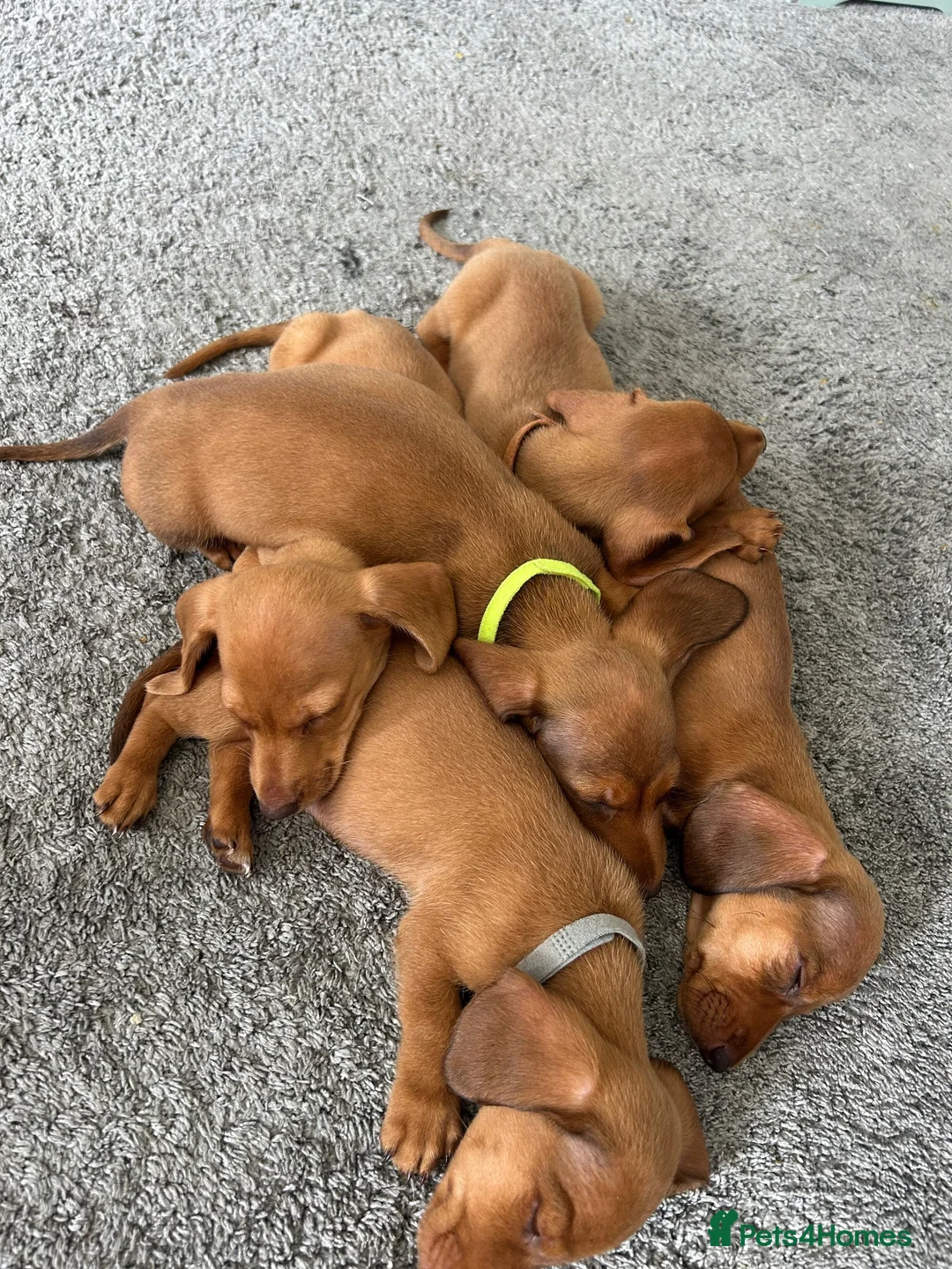 Dachshund dogs for sale: Gorgeous miniature daschunds  - Advert 1