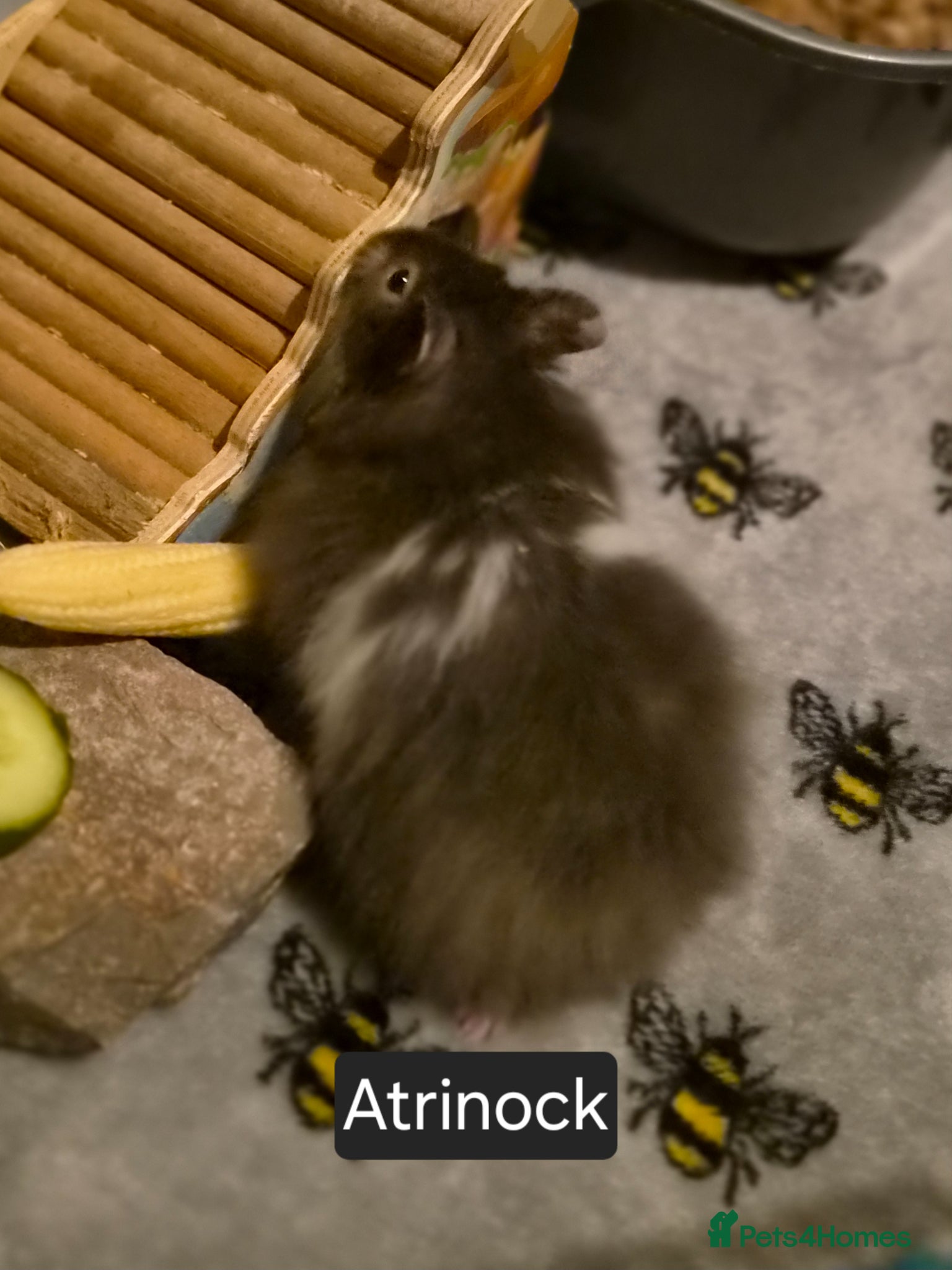 Hamster rodents for sale: Male Long Haired Pedigree Syrian Hamster Pups  - Advert 2