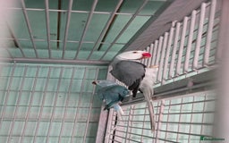 Ringnecks birds for sale: Handrear ringneck. White head,white tail. - Image 3