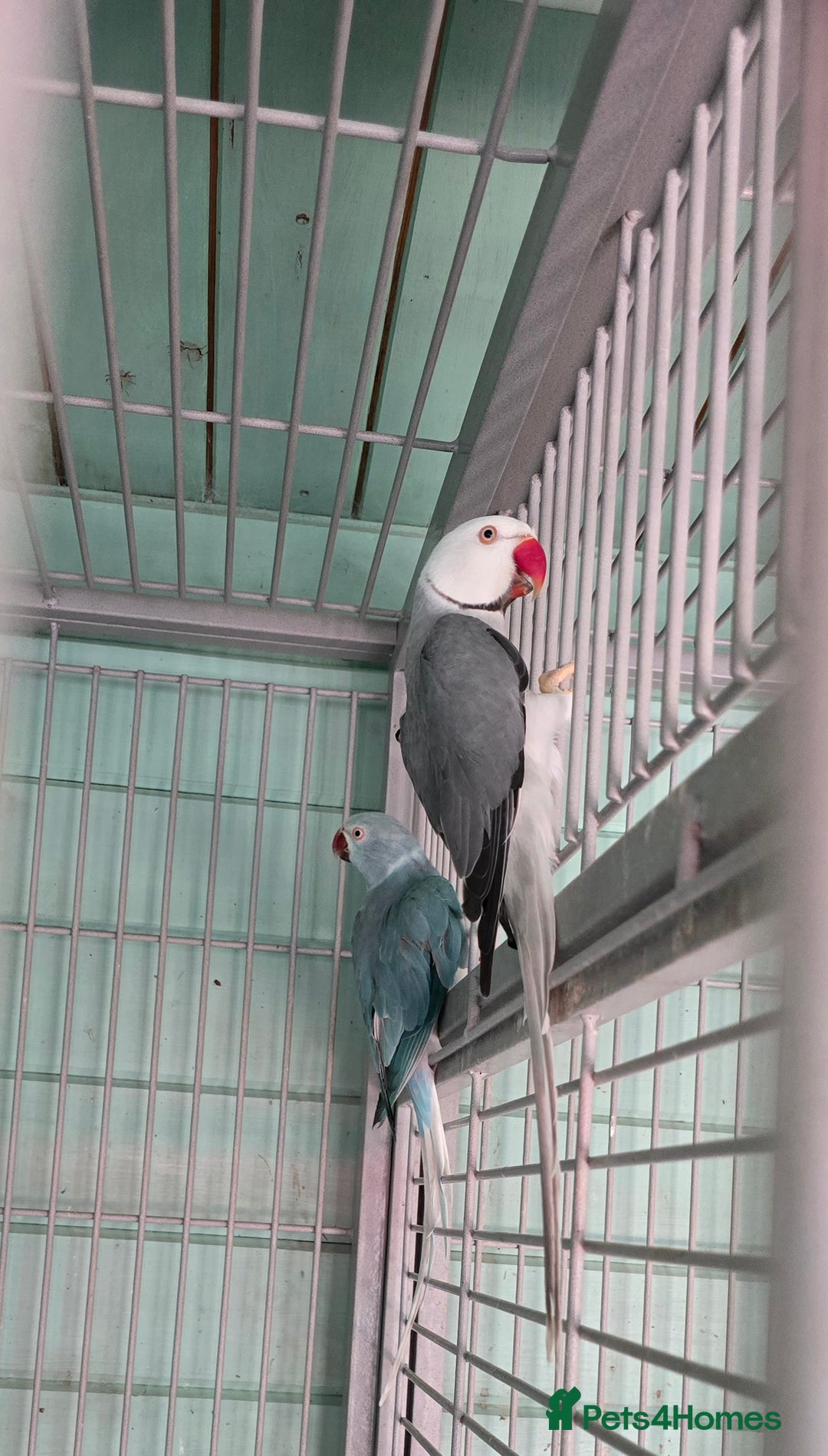 Ringnecks birds for sale: Handrear ringneck. White head,white tail. - Image 3