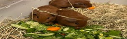 Guinea Pig rodents for sale: Baby Guinea Pigs. Male & Female pairs - Advert 9