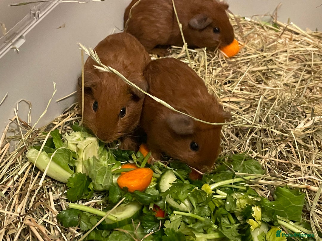 Guinea Pig rodents for sale: Baby Guinea Pigs. Male & Female pairs - Advert 9