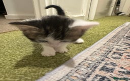 British Longhair cats for sale: Beautiful & playful kittens ready for new home - Image 11