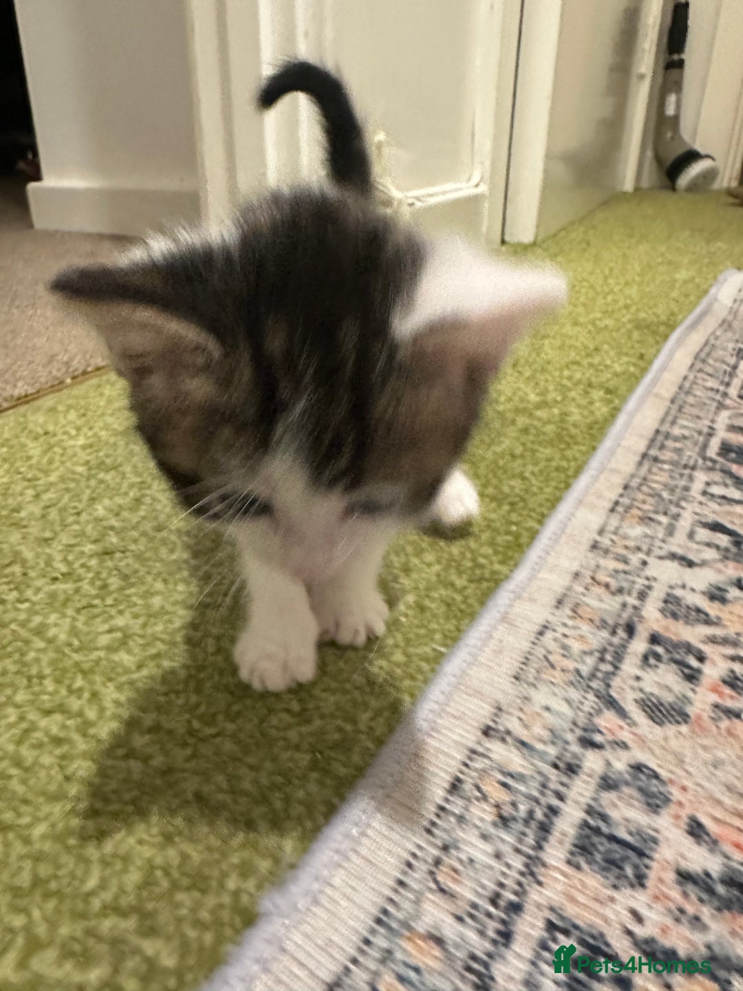 British Longhair cats for sale: Beautiful & playful kittens ready for new home - Image 11