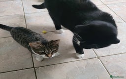British Shorthair cats for sale: X2 British Shorthairs (male/female) - Image 3