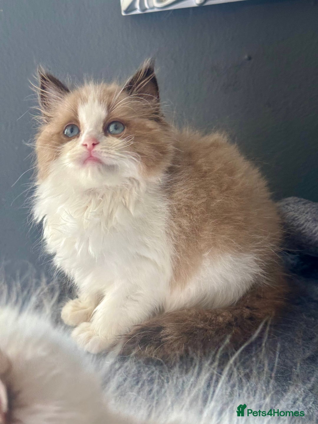Ragdoll cats for sale: Tortie flame mink sepia cherubim tica females  - Image 5