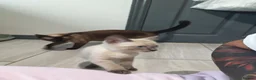 Mixed Breed cats for sale: Last boy ragdoll x sphynx  - Advert 16