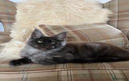 Maine Coon cats for sale: ⭐️Beautiful Maine Coon Kittens⭐️ - Image 14