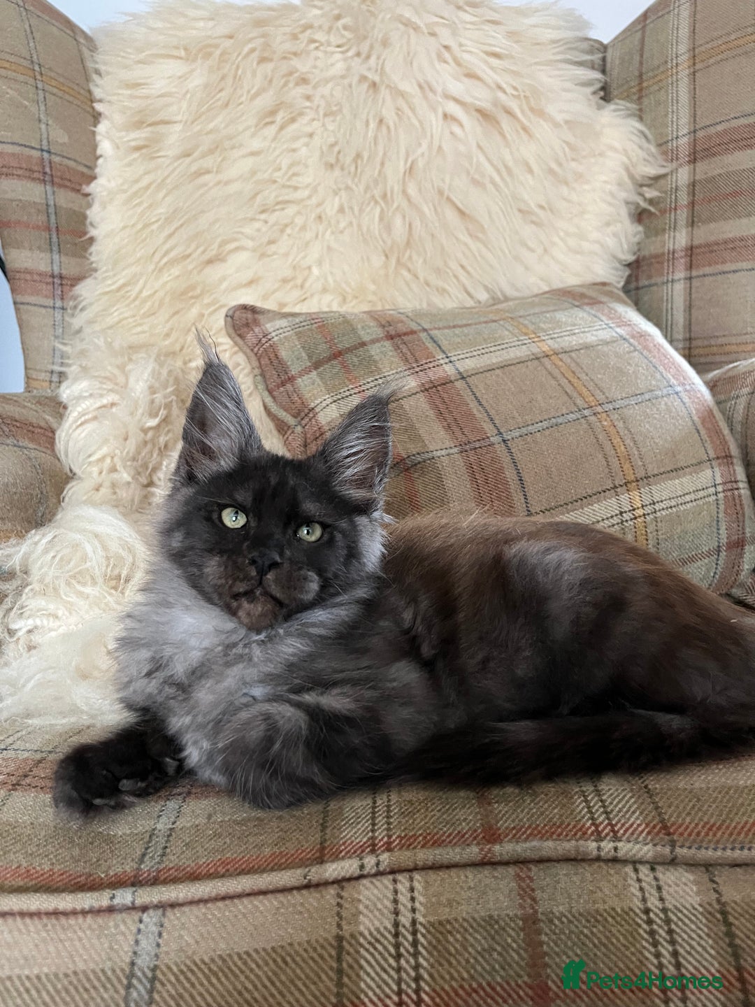 Maine Coon cats for sale: ⭐️Beautiful Maine Coon Kittens⭐️ - Image 14