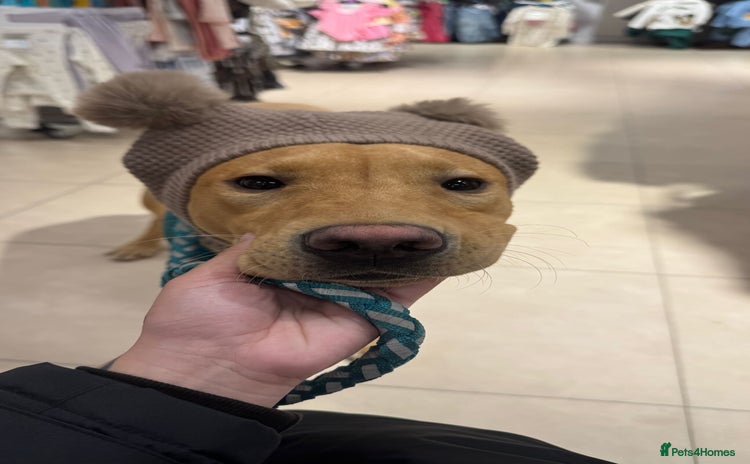 Labrador Retriever dogs - Advert 1