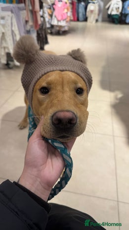 Labrador Retriever dogs - Advert 1