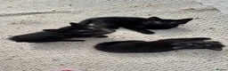 Mixed Breed cats for sale: Stunning kittens 🐈‍⬛  - Advert 15