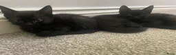 Mixed Breed cats for sale: Friendly and cuddly kittens 8 weeks in Swindon - Advert 8