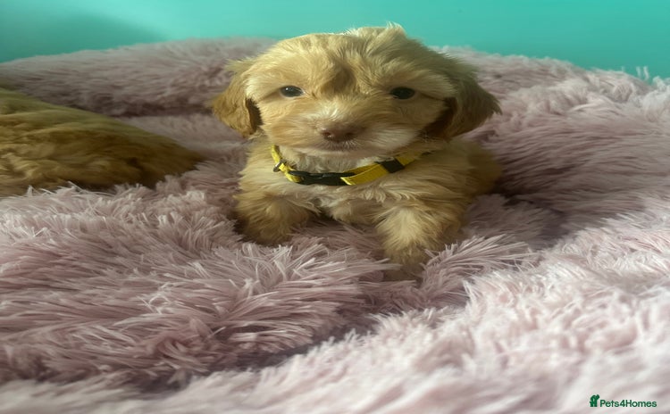 Cockapoo dogs - Advert 9