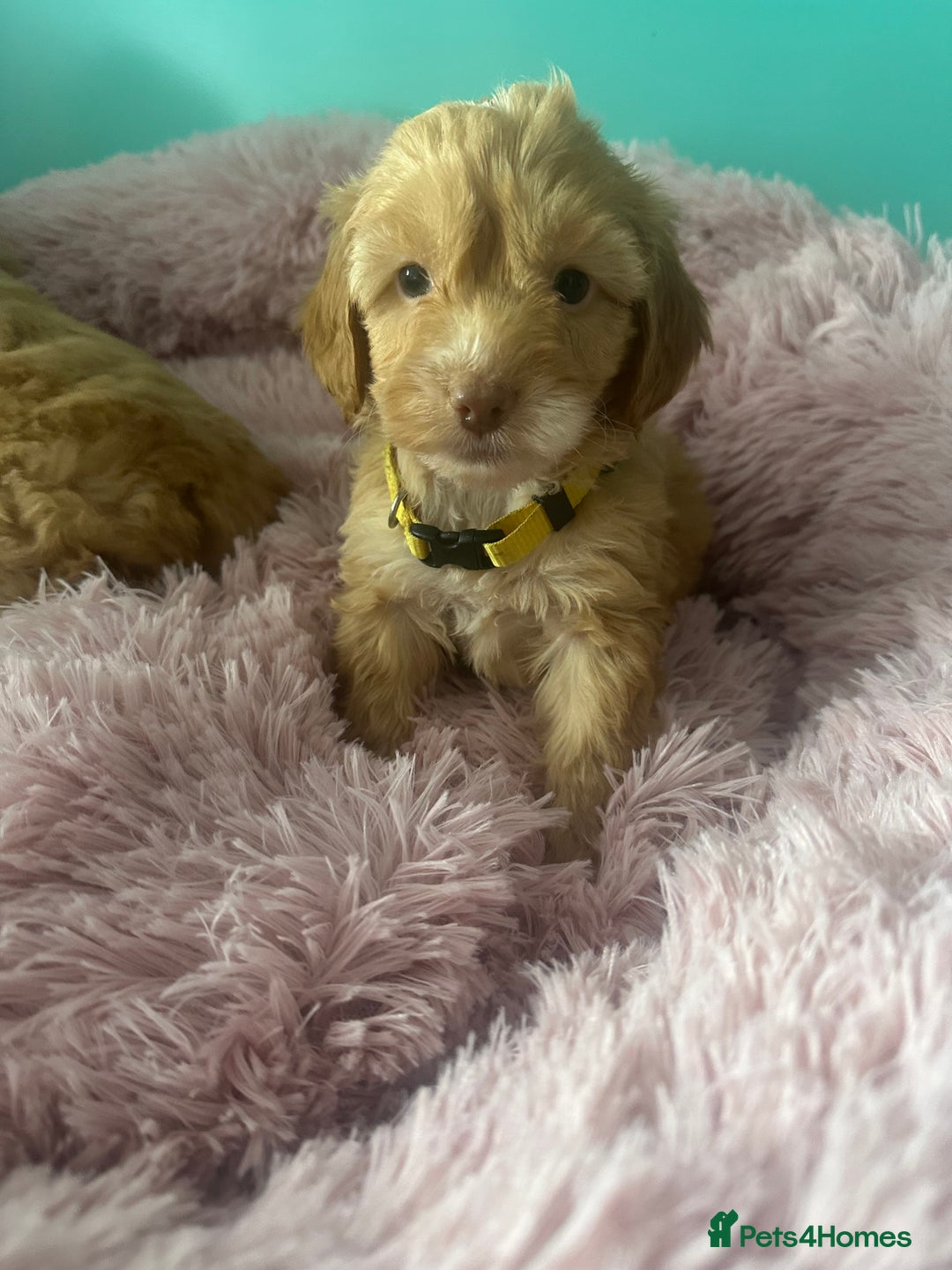 Cockapoo dogs for sale: Miniature cockapoo puppies - Image 1