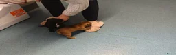 Patterjack dogs for sale: patterjack puppies in West Bromwich - Advert 3