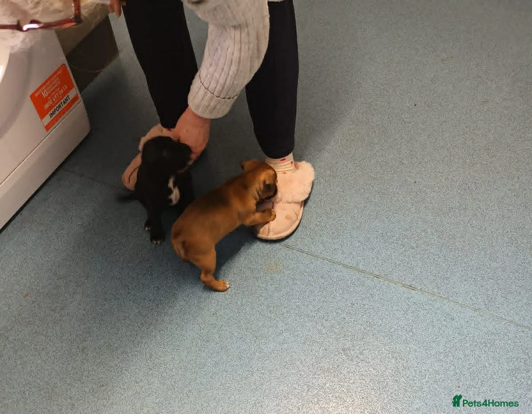 Patterjack dogs for sale: patterjack puppies in West Bromwich - Advert 3